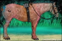 Horse Color:Chestnut Ice Appaloosa