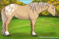 Horse Color:Palomino Roan Dun Sabino Appaloosa 