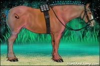 Horse Color:Chestnut Appaloosa
