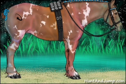 Horse Color:White Spotted Chestnut 
