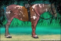 Horse Color:White Spotted Liver Chestnut 