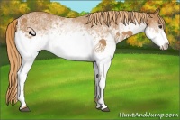 Horse Color:White Spotted Chestnut