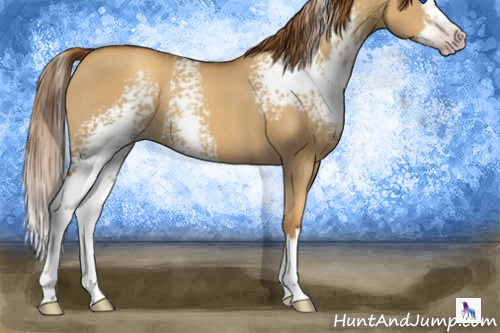 Horse Color:Gray White Spotted Gold Champagne Dun Splash 