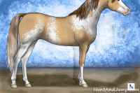 Horse Color:Gray White Spotted Gold Champagne Dun Splash 
