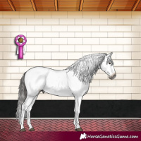 Horse Color:Gray Brown Sabino Splash Appaloosa 