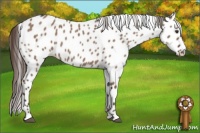 Horse Color:Liver Red Dun Leopard