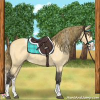 Horse Color:Buckskin Dun Splash Appaloosa 