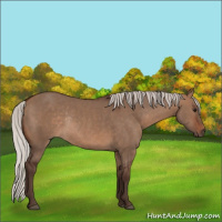 Horse Color:Silver Brown Dun Rabicano