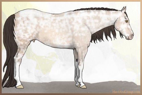 Horse Color:Amber Champagne Ice 