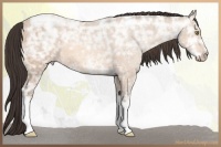 Horse Color:Amber Champagne Ice 