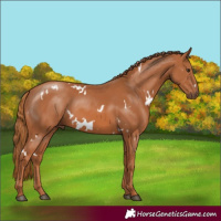 Horse Color:White Spotted Chestnut 