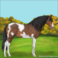 Horse Color:Bay Roan Tobiano Frame 