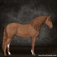 Horse Color:Chestnut 