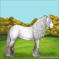 Horse Color:Gray Chestnut Frame 