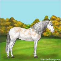 Horse Color:Buckskin Sabino