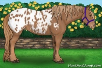 Horse Color:Chestnut Near Leopard 