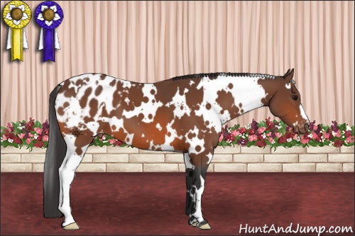 Horse Color:White Spotted Bay Appaloosa 