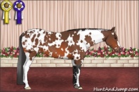 Horse Color:White Spotted Bay Appaloosa