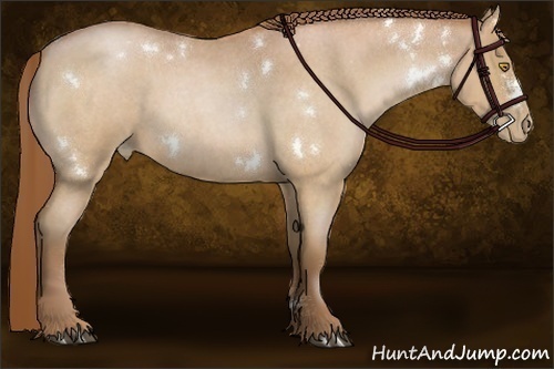 Horse Color:White Spotted Bay Roan Pearl 