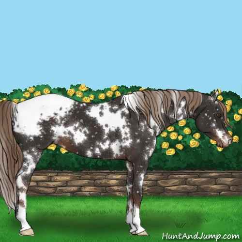 Horse Color:White Spotted Liver Chestnut Blanket