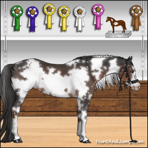 Horse Color:White Spotted Liver Chestnut Frame Appaloosa 