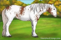Horse Color:White Spotted Silver Bay 