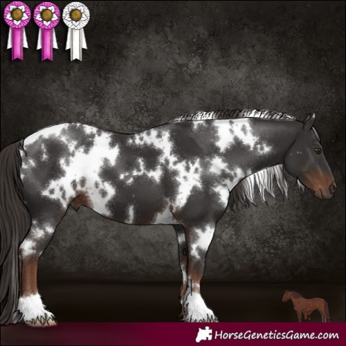 Horse Color:White Spotted Liver Chestnut 