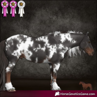 Horse Color:White Spotted Liver Chestnut 