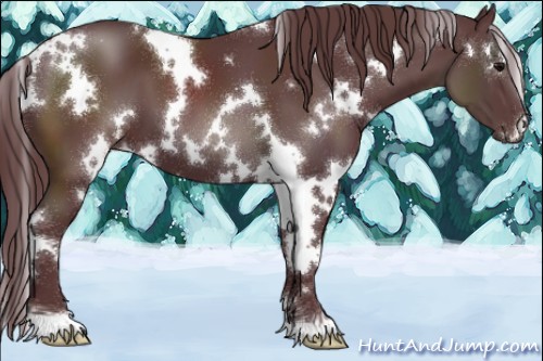 Horse Color:White Spotted Chocolate Black