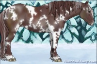 Horse Color:White Spotted Chocolate Black