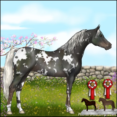 Horse Color:White Spotted Liver Chestnut Rabicano 