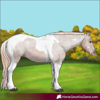 Horse Color:Chestnut Tobiano Appaloosa 