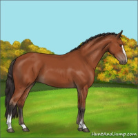 Horse Color:Bay Sabino 