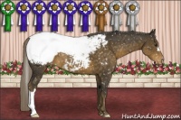 Horse Color:Chocolate Palomino Snowcap 