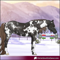 Horse Color:White Spotted Liver Chestnut 