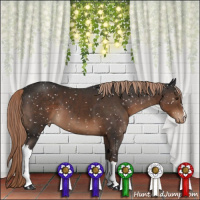 Horse Color:Liver Chestnut Appaloosa