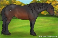Horse Color:Brown 