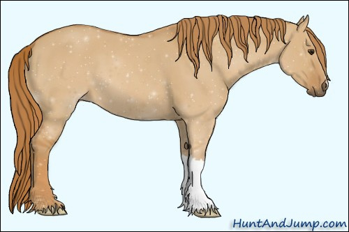 Horse Color:Red Dun