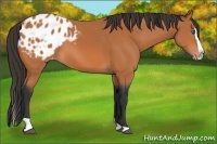 Horse Color:Bay Splash Tobiano Appaloosa 