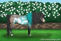 Horse Color:Brown Roan Frame