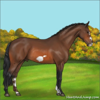 Horse Color:Bay Frame Rabicano 