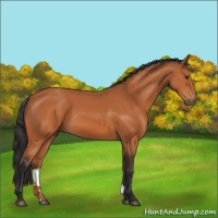 Horse Color:Bay 