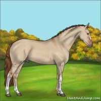 Horse Color:Red Dun 