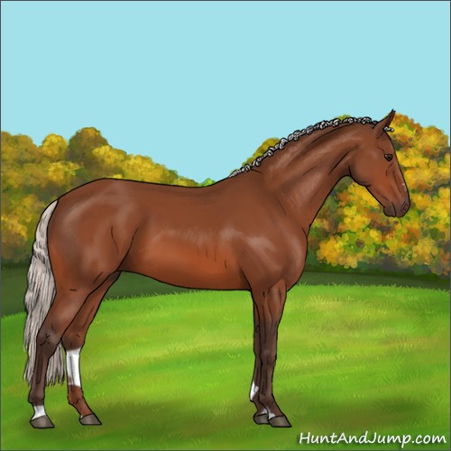 Horse Color:Silver Bay Sabino Rabicano 
