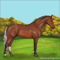 Horse Color:Silver Bay Sabino Rabicano 