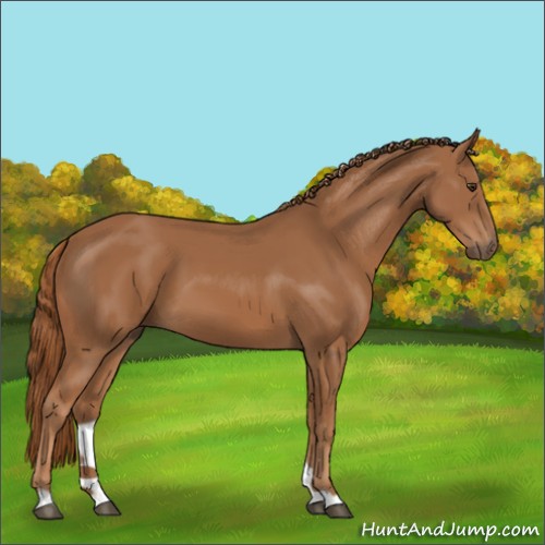 Horse Color:Chestnut 