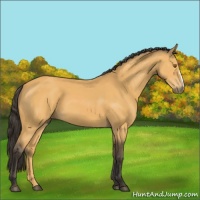 Horse Color:Buckskin 