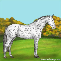 Horse Color:Black Appaloosa 