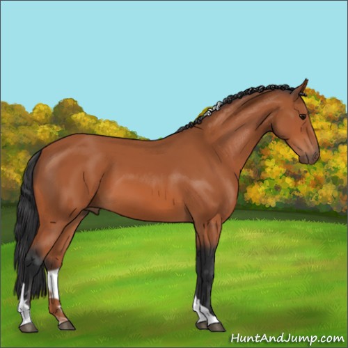 Horse Color:Bay Tobiano Rabicano 