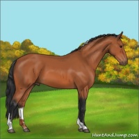 Horse Color:Bay Tobiano Rabicano 